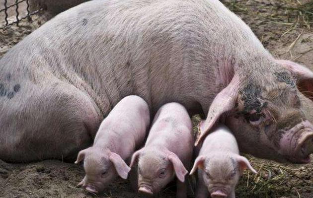 空怀母猪是什么原因引起,母猪自然受孕几次能成功