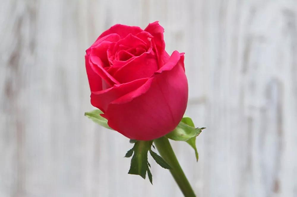 花店必备的5款玫瑰,花店常用的10款玫瑰花是哪些品种