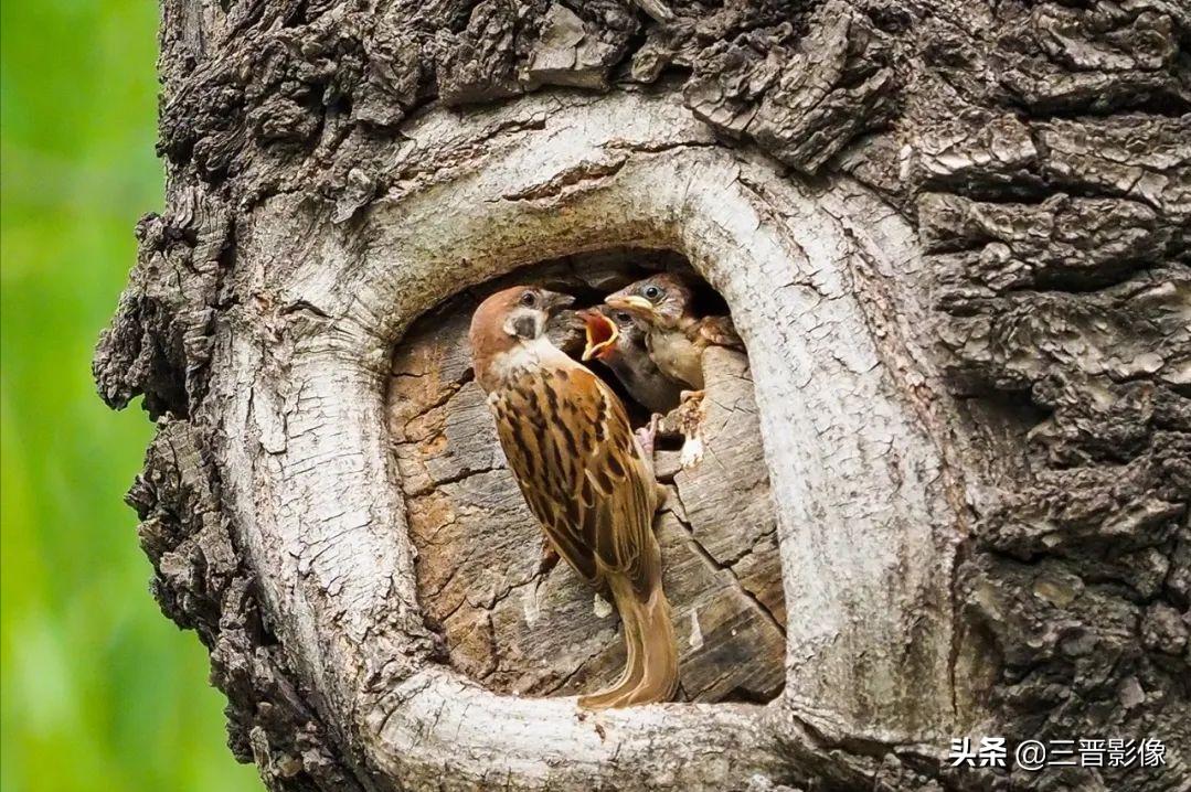 鸟类摄影的技巧参数,拍摄鸟类用什么相机拍得好