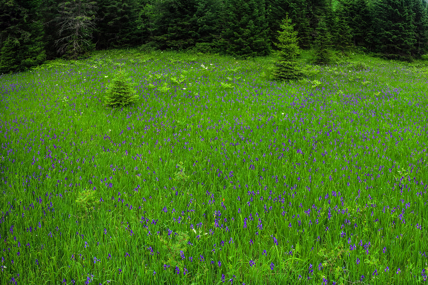 航拍长白山天池视频,长白山天池航拍全景视频