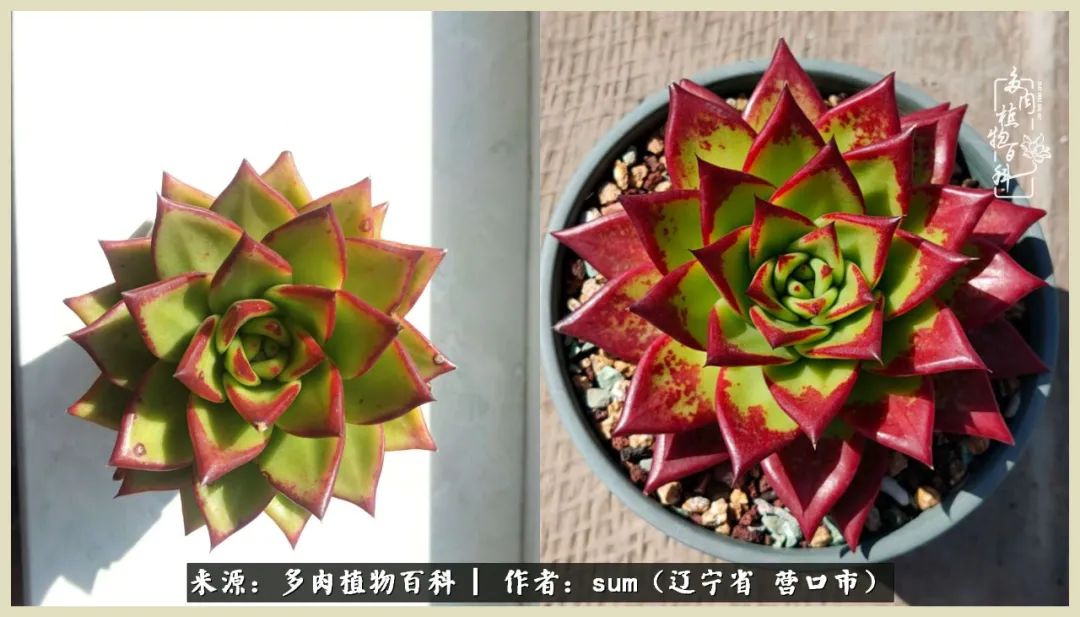 养多肉是一个很治愈的过程,养多肉是一种爱