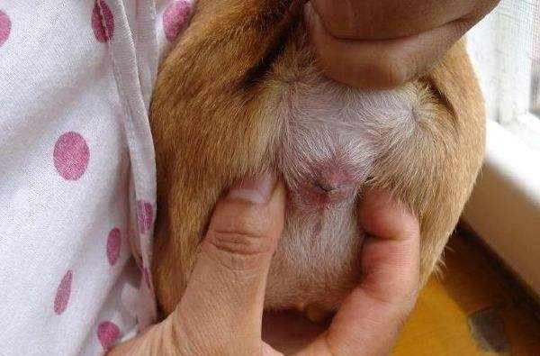 巴哥犬体味大,金毛犬和巴哥犬哪个体味更重