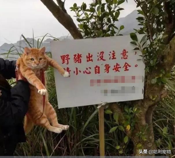 猫为何是液体,猫咪为什么要给猪染色