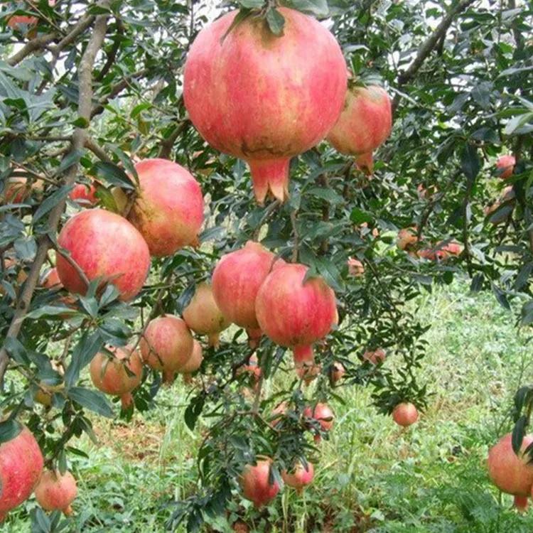 红色宝石树图片,红色宝石