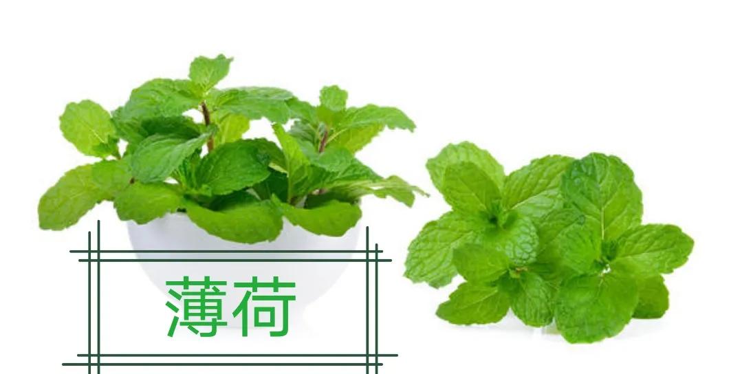 每天一味中药材薄荷,每日一药之薄荷
