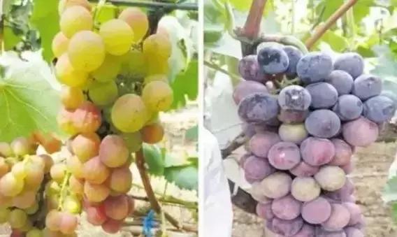 葡萄软果的原因及解决方法,葡萄轻轻一碰就掉粒怎么回事