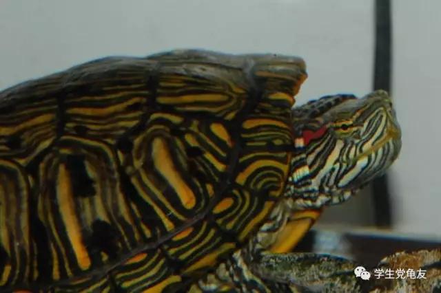 锦上添花浓淡相宜,花龟的发色