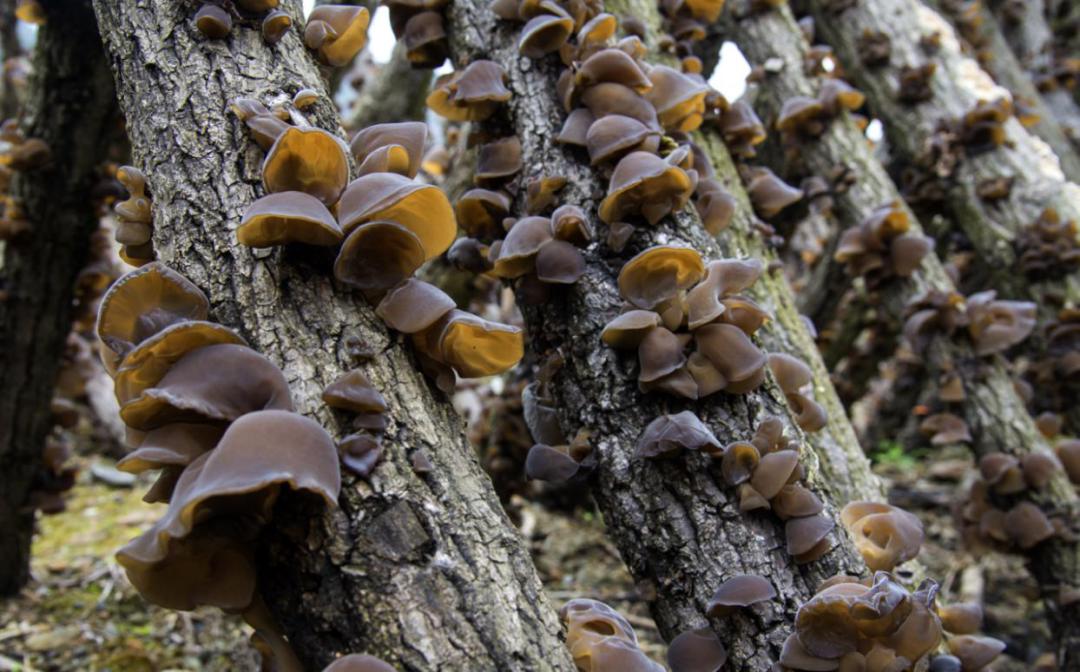骞垮厓蹇箰椹跨珯鏃呮父鏀荤暐,鍘诲箍鍏冪殑鏀荤暐璺嚎鎺ㄨ崘