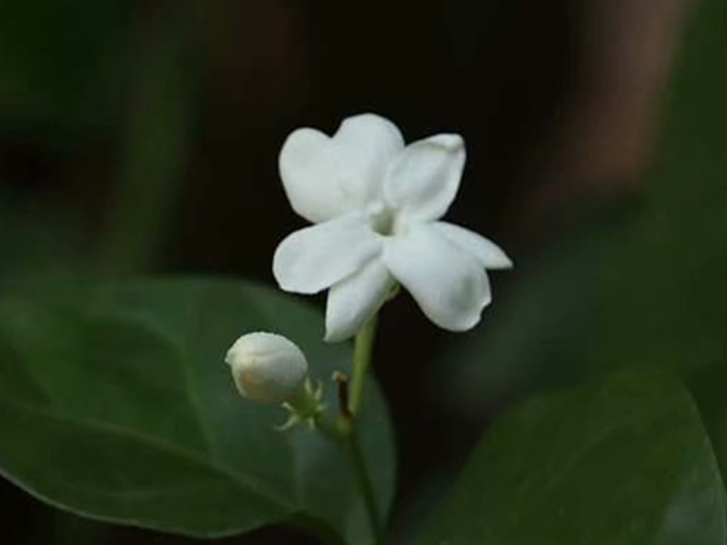 茉莉花买哪种比较好,哪种茉莉花最值得养