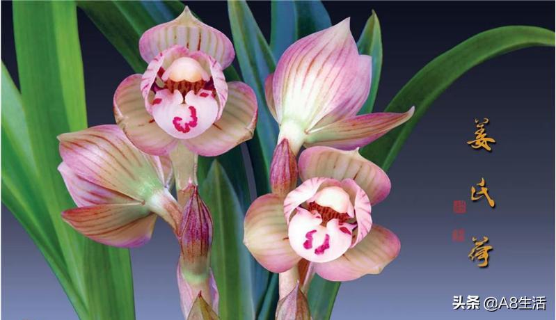 春兰姜氏荷兰名品欣赏,姜氏荷兰花春兰