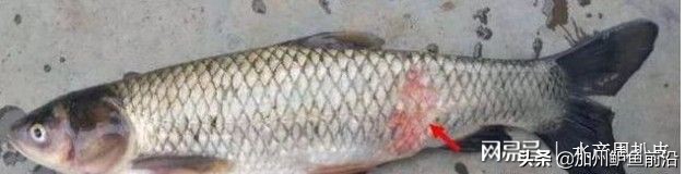 草鱼得了赤皮病怎么办,草鱼赤皮病用石灰可行吗