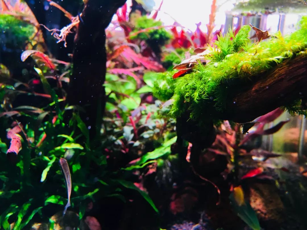 草缸洞穴造景怎么做,草缸自己动手布置