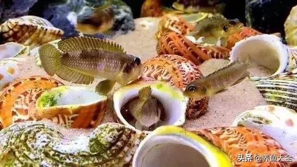 养鱼大神都养什么鱼,鱼缸养鱼都有哪些鱼