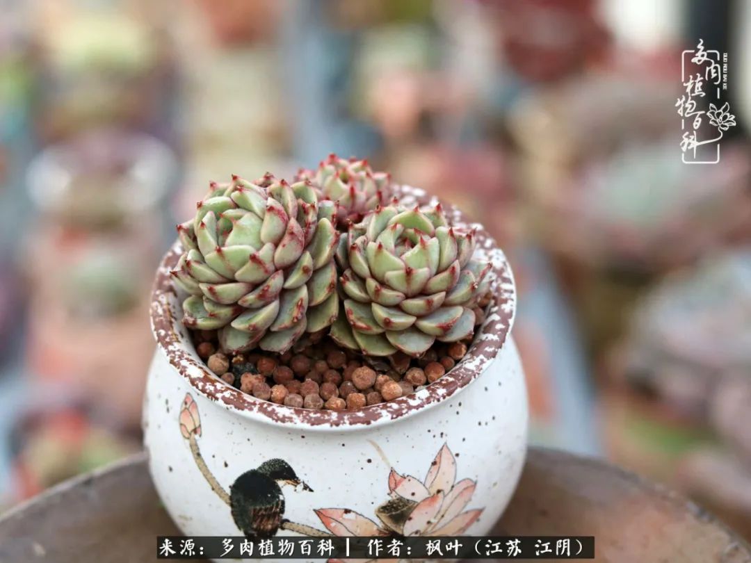 春有约，花不误，多肉与春天有个约会