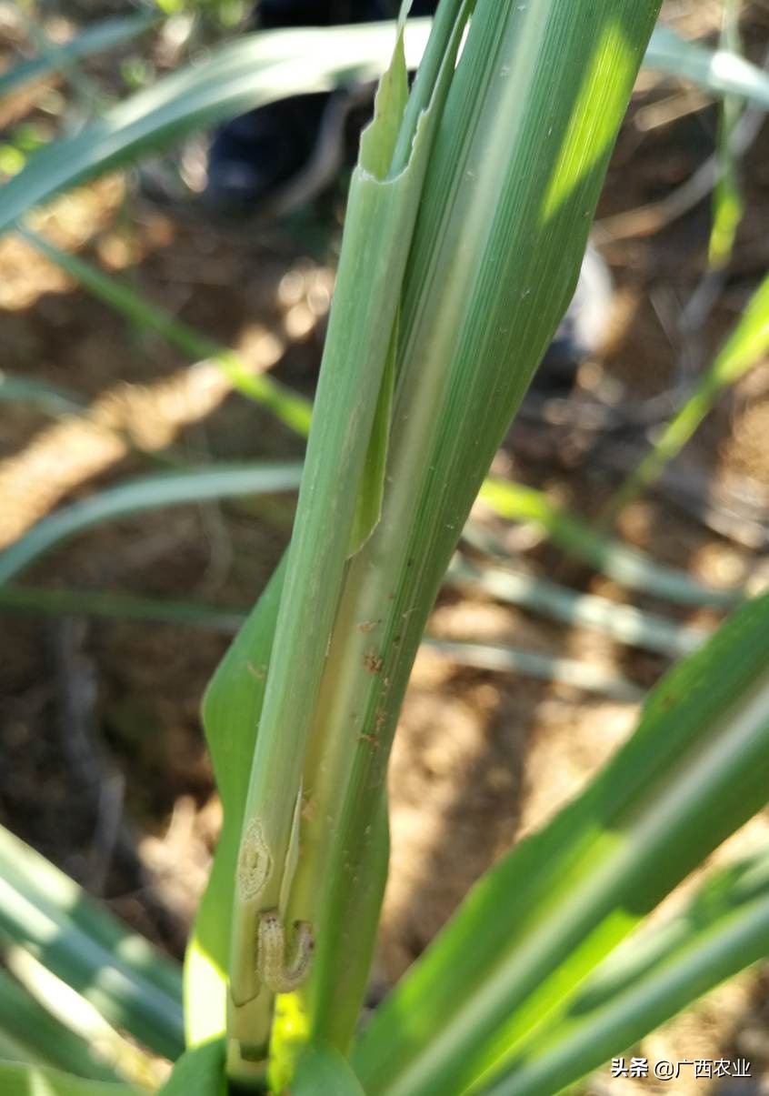 草地贪夜蛾是单食性吗,草地贪夜蛾如何发生