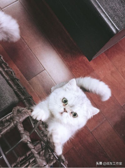 独家揭秘即将上市的奔达300太子