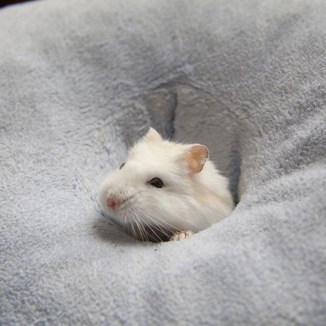 仓鼠向猫咪求饶,仓鼠向主人求救的征兆