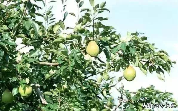 梨树高产秘方,梨树栽培技术及病虫害防治措施