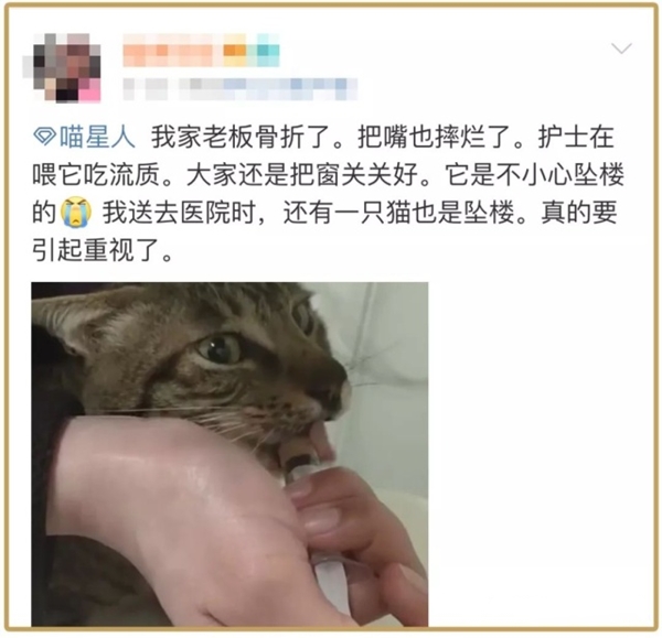 猫咪从多高距离摔下来会骨折,猫咪高处摔下后受内伤有什么表现