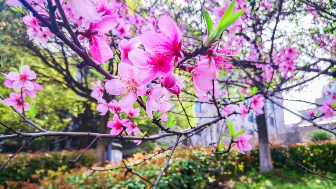 长沙南雅中学毕业生赵栩嘉,母校六年给她的……