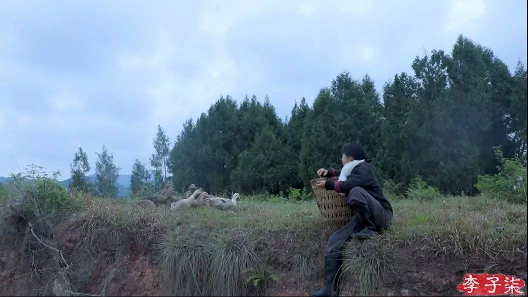 李子柒田园生活的魅力在哪里,当李子柒看到了不一样的田园生活