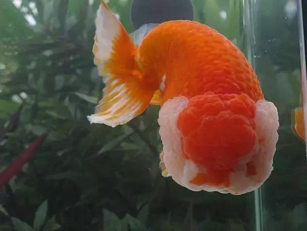 整理箱养兰寿金鱼饲养技巧,兰寿金鱼怎么饲养长得快