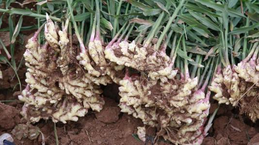 露天地膜栽培生姜出苗注意哪些,6米生姜大棚栽培技术视频教程