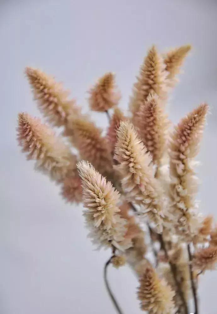 8种能做干花的鲜花，男朋友送的花就这么做