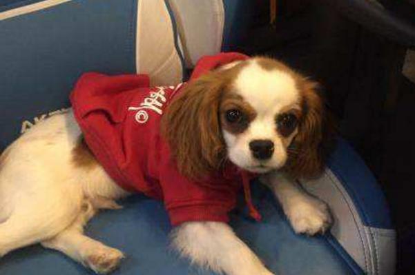 怎么选择高智商的犬类,怎样挑选一只优秀的小型犬