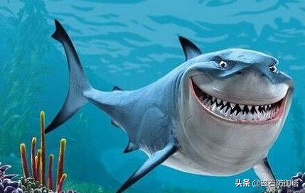关于鲨鱼的冷知识大白鲨,关于鲨鱼的13个事实