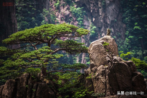 黄山风景悬崖峭壁,峡谷怪石嶙峋