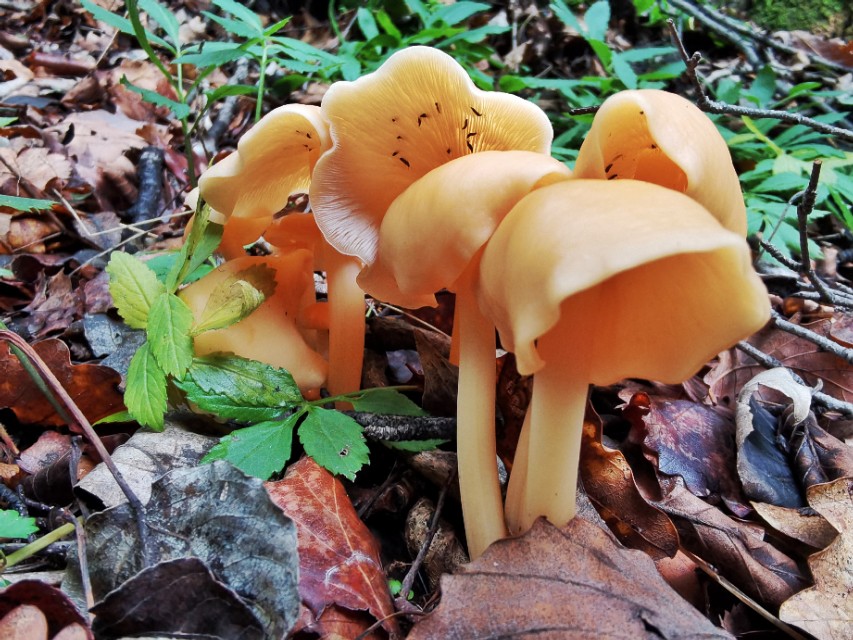 驼梁七月草原美，金莲妖娆入画里/郝贵云