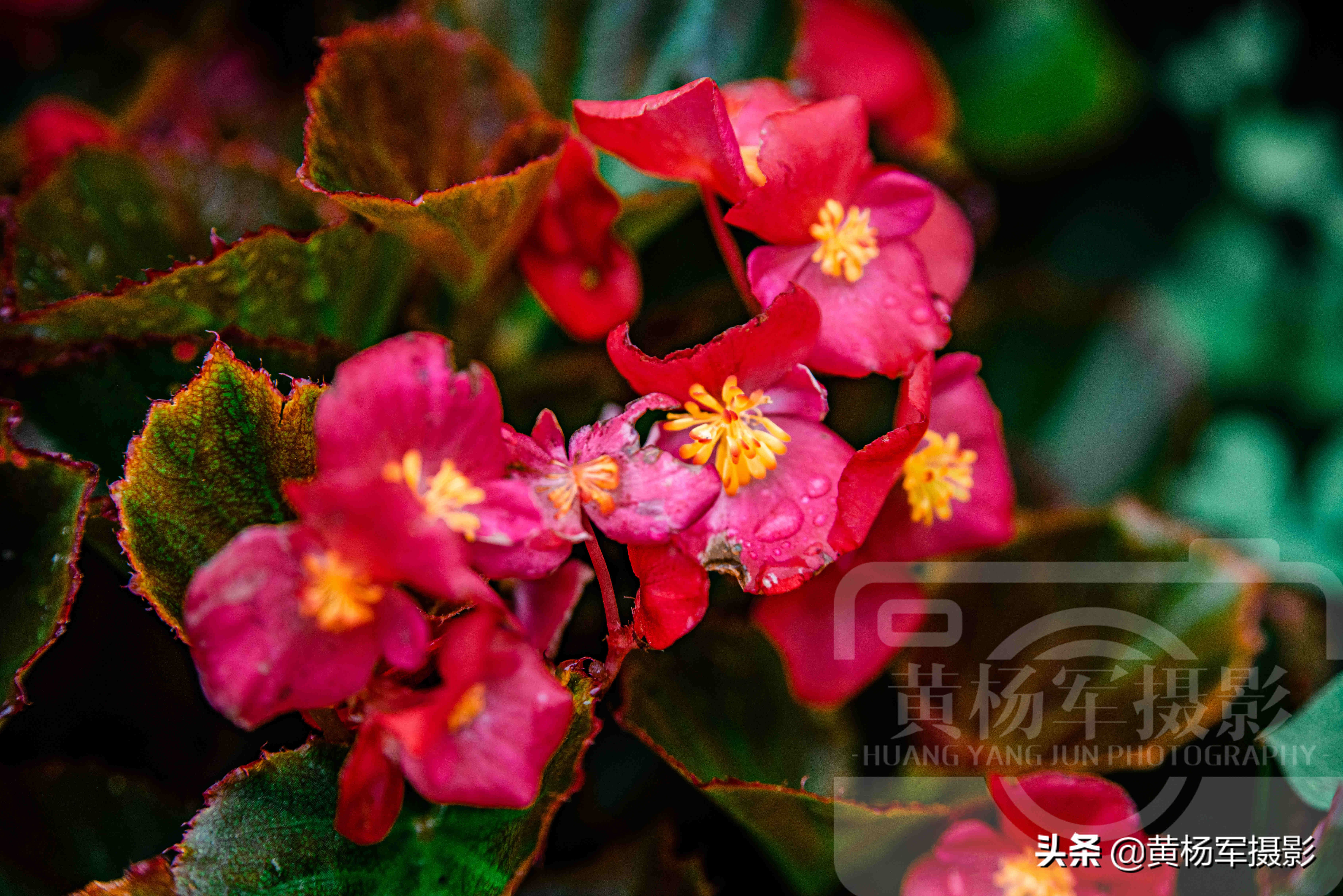 四季海棠花哪一种最漂亮,绚丽四季海棠花