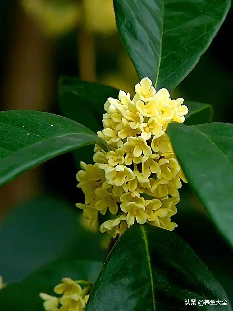 一至十二月的花期,12月到2月份的花期