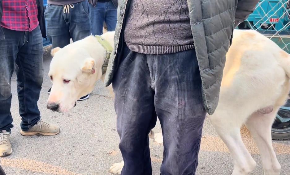 鐙楀競200澶氭枻鐨勪腑浜氱墽缇婄姮瑙嗛,200澶氭枻鐨勪腑浜氱墽缇婄姮鏉ュ埌鐙楀競