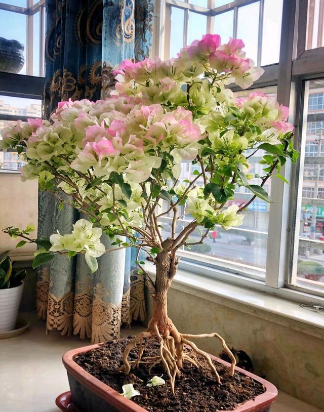 这三种花越养越值钱,这三种花千万不要养在家里