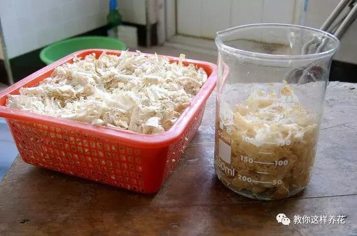 君子兰开花后变成三个头了咋养,君子兰怎样才能结子