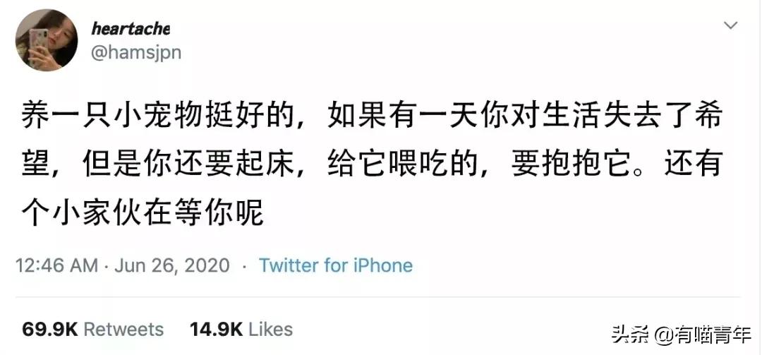 医生说我家猫很有性格,医生说我的猫有点傻