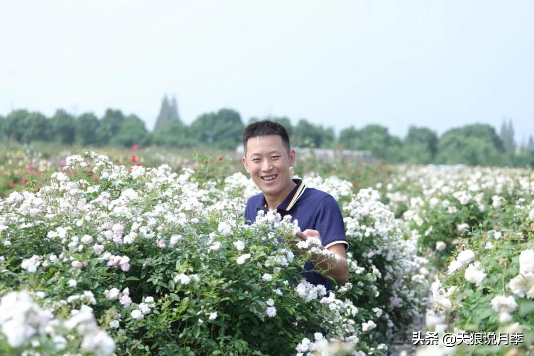 天狼月季起源,天狼月季是做什么的