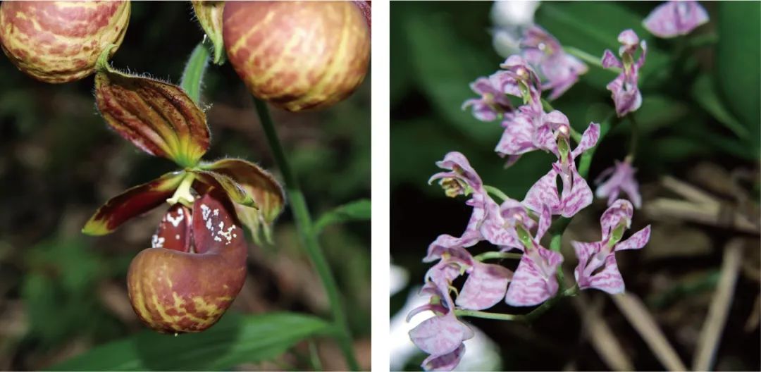 天价交易下历尽劫难的野生兰花,终于有了“护身符”