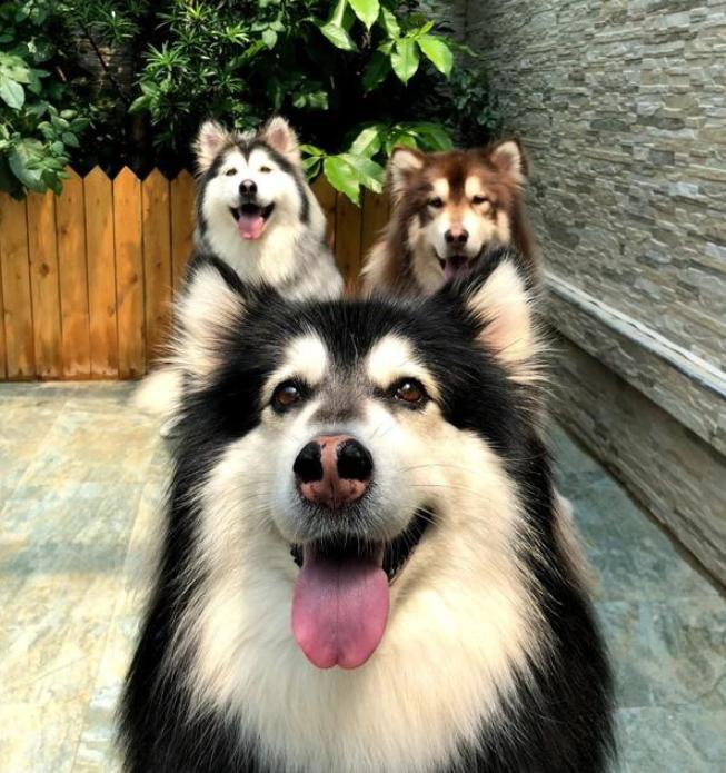 阿拉斯加雪橇犬可以养吗,阿拉斯加雪橇犬能养吗