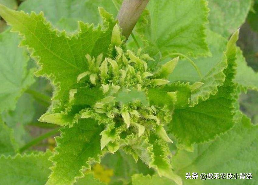 黄瓜还没结就花打顶了怎么办,黄瓜出现花打顶的原因和防治措施