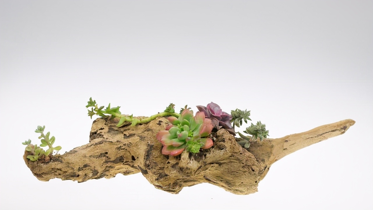 走进盆景世界领略盆景的魅力所在,浅谈盆景的大小与艺术价值