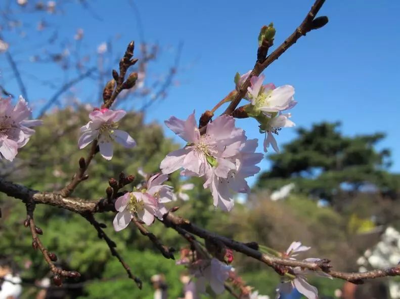 樱花时节赏樱花,高颜值又好看又便宜的樱花