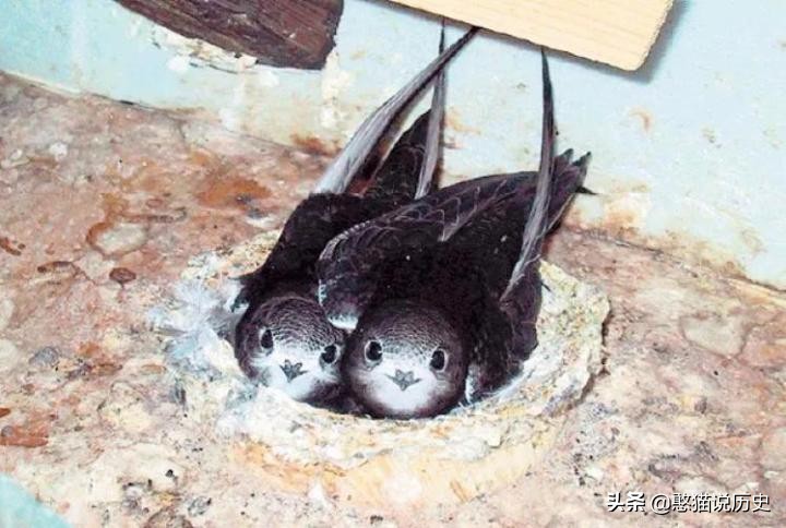 无脚鸟古人,无脚鸟世界上有什么鸟