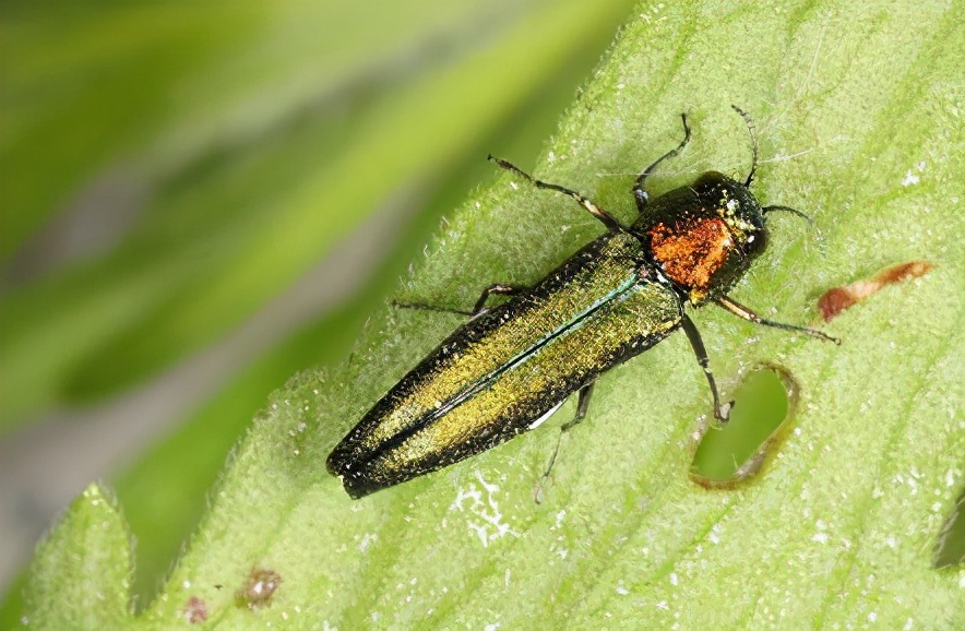 华东地区常见蛀干害虫识别与防治,法桐双齿长蠹钻蛀害虫的防治方法