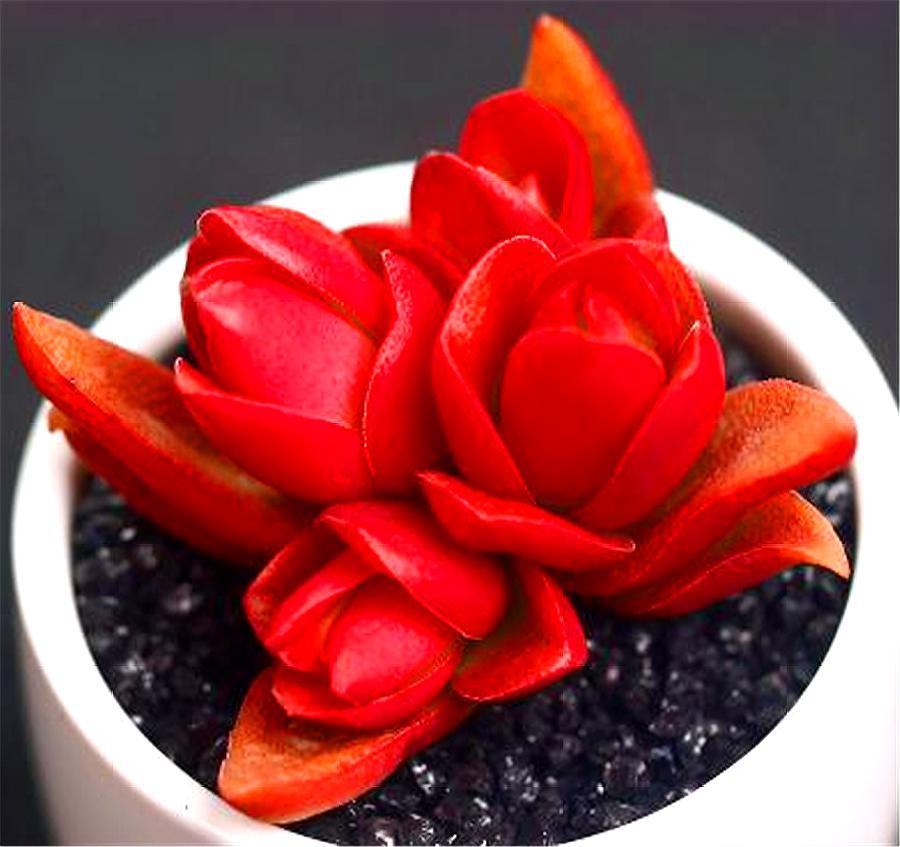 多肉火祭不爆侧芽怎么办,多肉火祭为什么不红