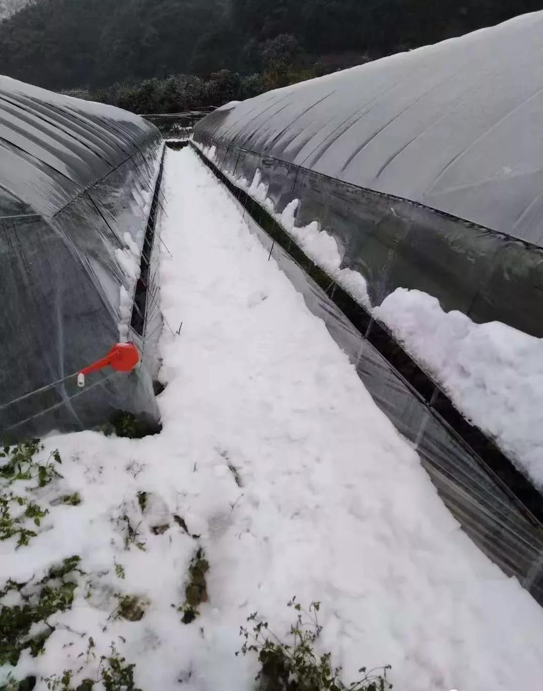 棚子上的积雪怎么处理,避雨棚上的积雪怎么清理