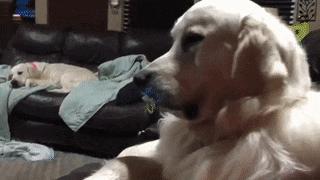 赌100袋辣条,赌十包辣条