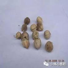 中药药材大全及功效,补肾中药大全及功效